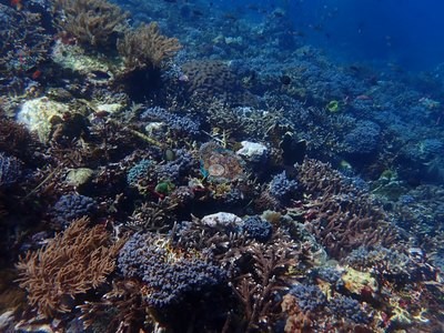 Image 15