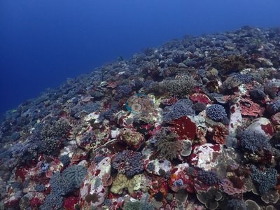 Image 49