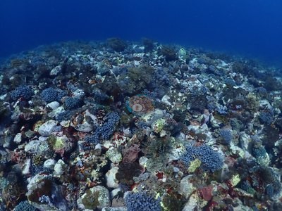 Image 52