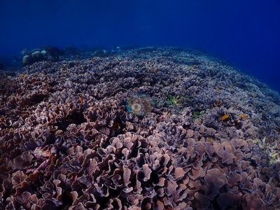 Image 15