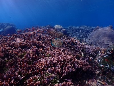 Image 21