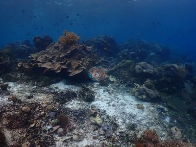 Image 36