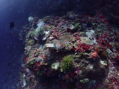 Image 41