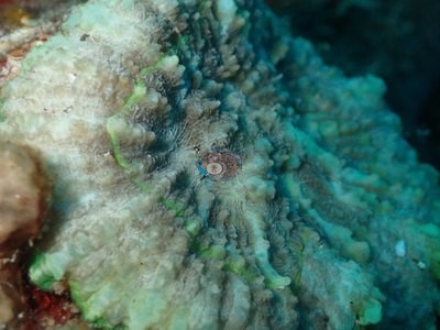 Image 38