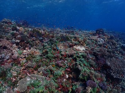 Image 38