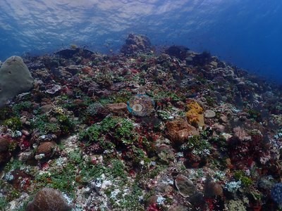 Image 53