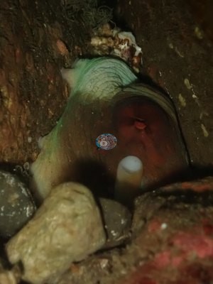 Image 38