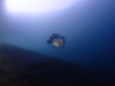 Image 7