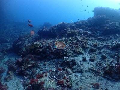 Image 15