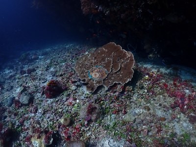 Image 21