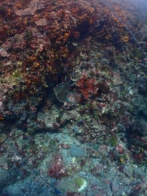 Image 31