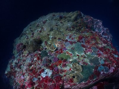Image 36