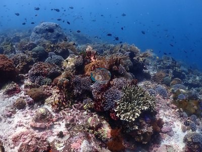Image 31