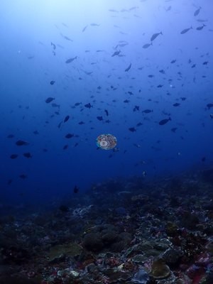 Image 38