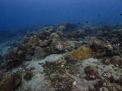 Image 36