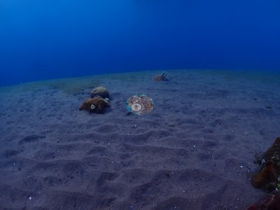 Image 39