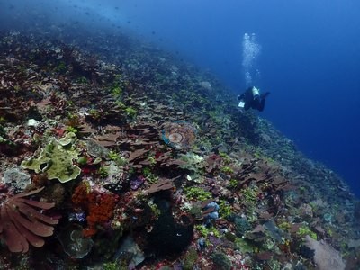 Image 51