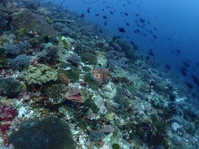 Image 13