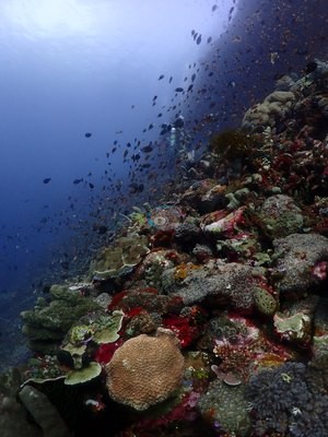 Image 18