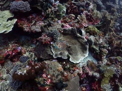 Image 21
