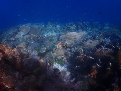 Image 38