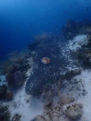 Image 52