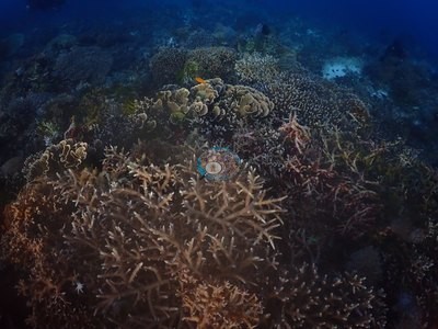 Image 15
