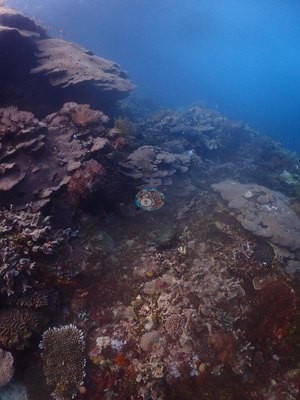 Image 19