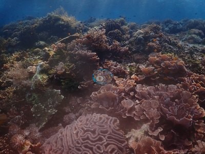 Image 37