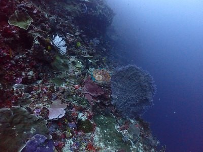 Image 49