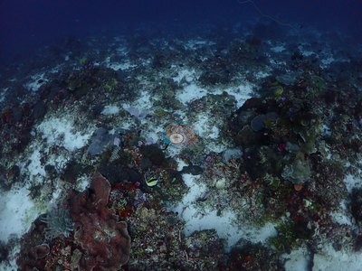Image 9