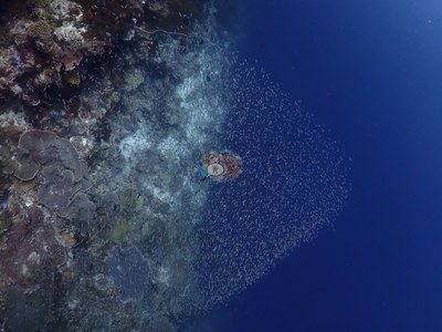 Image 21