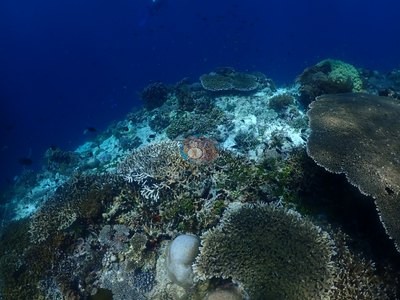 Image 35
