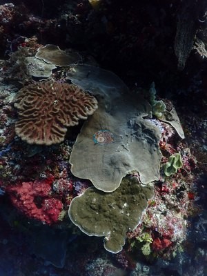Image 36