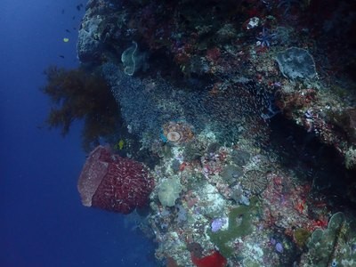 Image 39