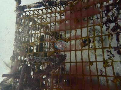 Image 15