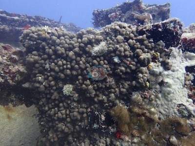 Image 36