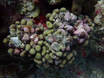 Image 15