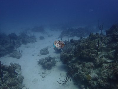Image 20