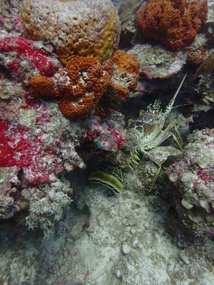 Image 21