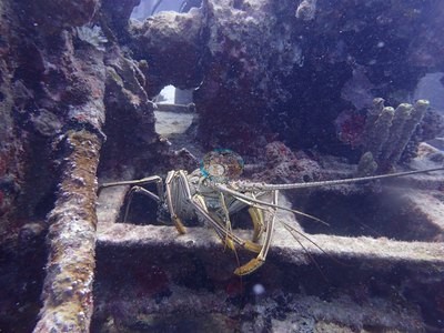 Image 17