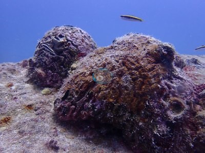 Image 19