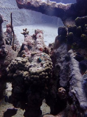 Image 30