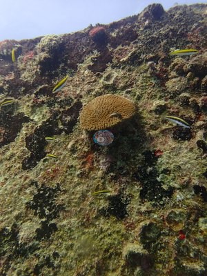 Image 31