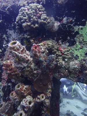 Image 37