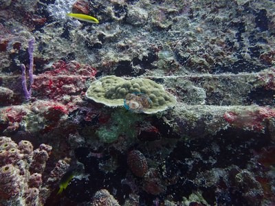 Image 55