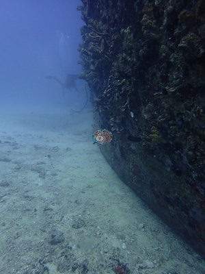 Image 8