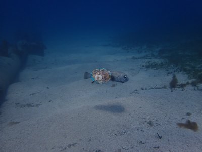 Image 8