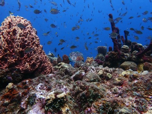 Image 11