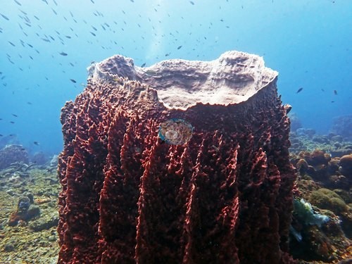 Image 13